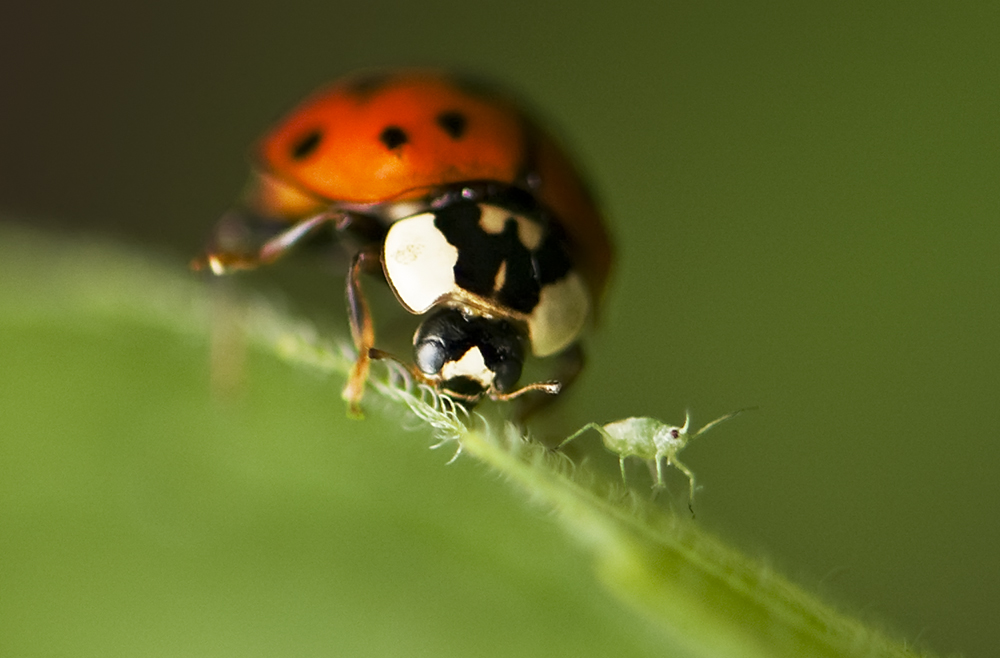  p>七星瓢虫(学名: i>coccinella septempunctata /i>)是瓢虫科,瓢虫