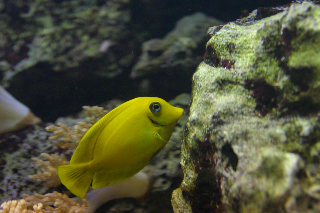  p>黄高鳍刺尾鱼(学名: i>zebrasoma flavescens /i>)其体卵圆而侧扁