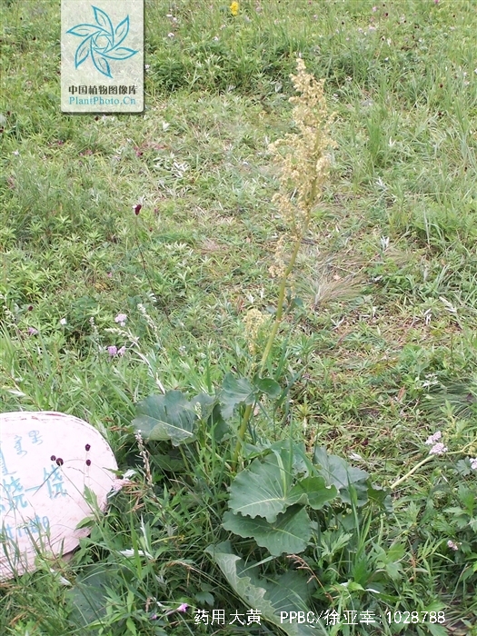 href="#" data-lemmaid="5290384">大黄属 /a>多年生高大草本植物