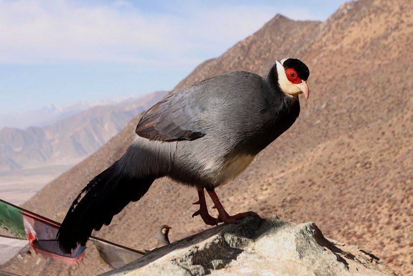  p>藏马鸡(学名: i>crossoptilon harmani /i>)也叫 a target="_blank