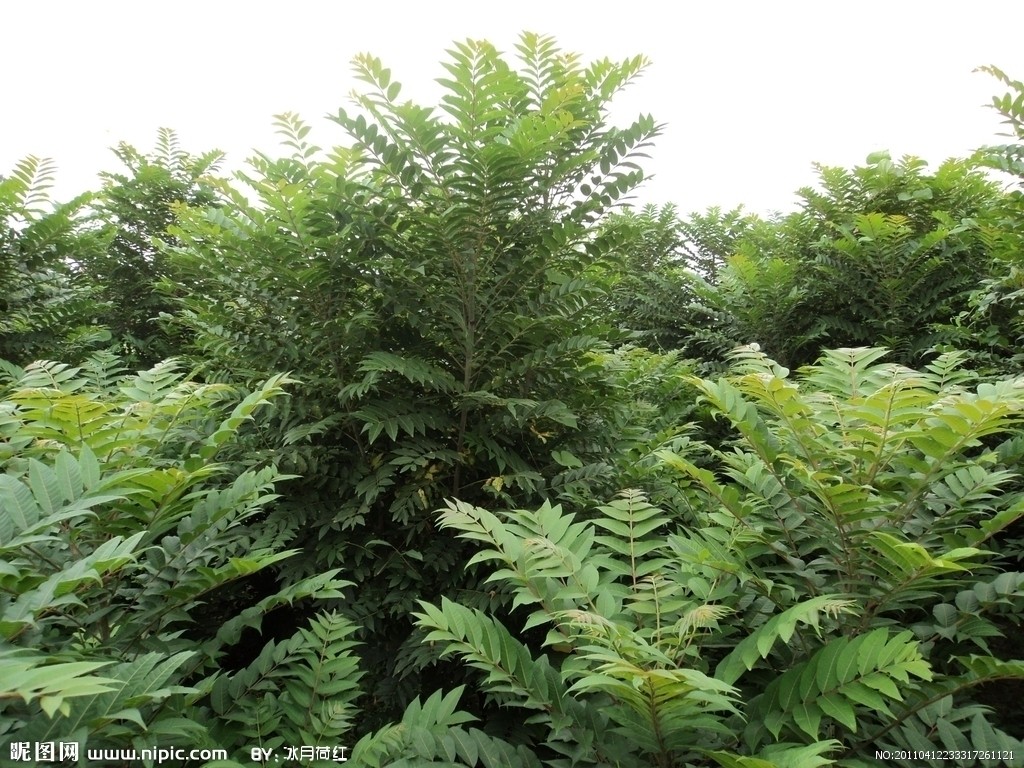  p>香椿属约15种植物,为乔木,树干上树皮粗糙,鳞块状脱落;芽有 a data