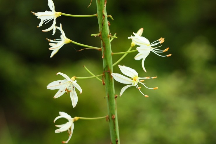  p>独尾草(学名: i>eremurus chinensis /i> fedtsch.