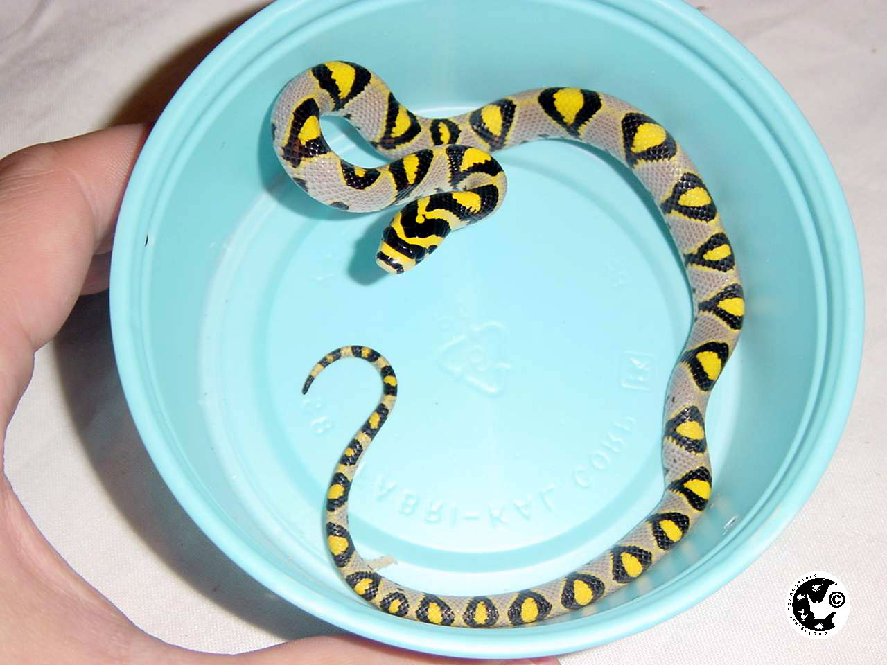 别名 a href="#" data-lemmaid="15418498">美女蛇 /a>,已改名,玉斑丽