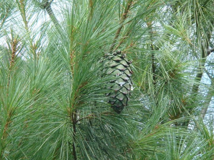  p>松属(拉丁学名:pinus linn) a data-lemmaid="3069319">松科 /a>