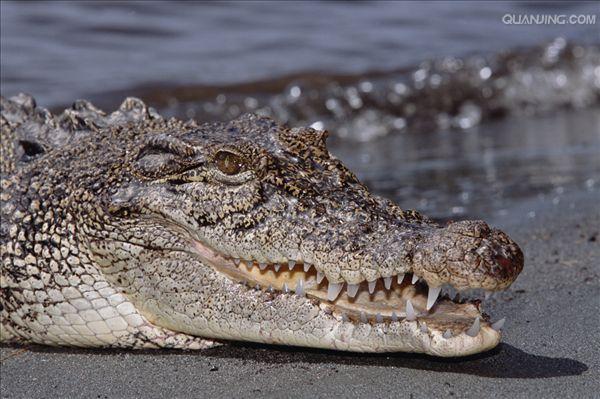 estuarine crocodile