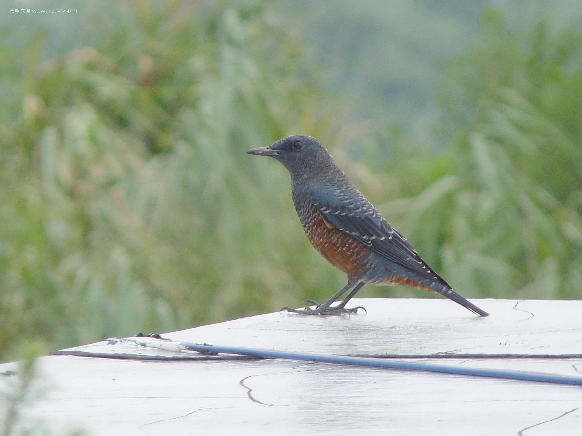 上海市崇明东滩鸟类国家级自然保护区