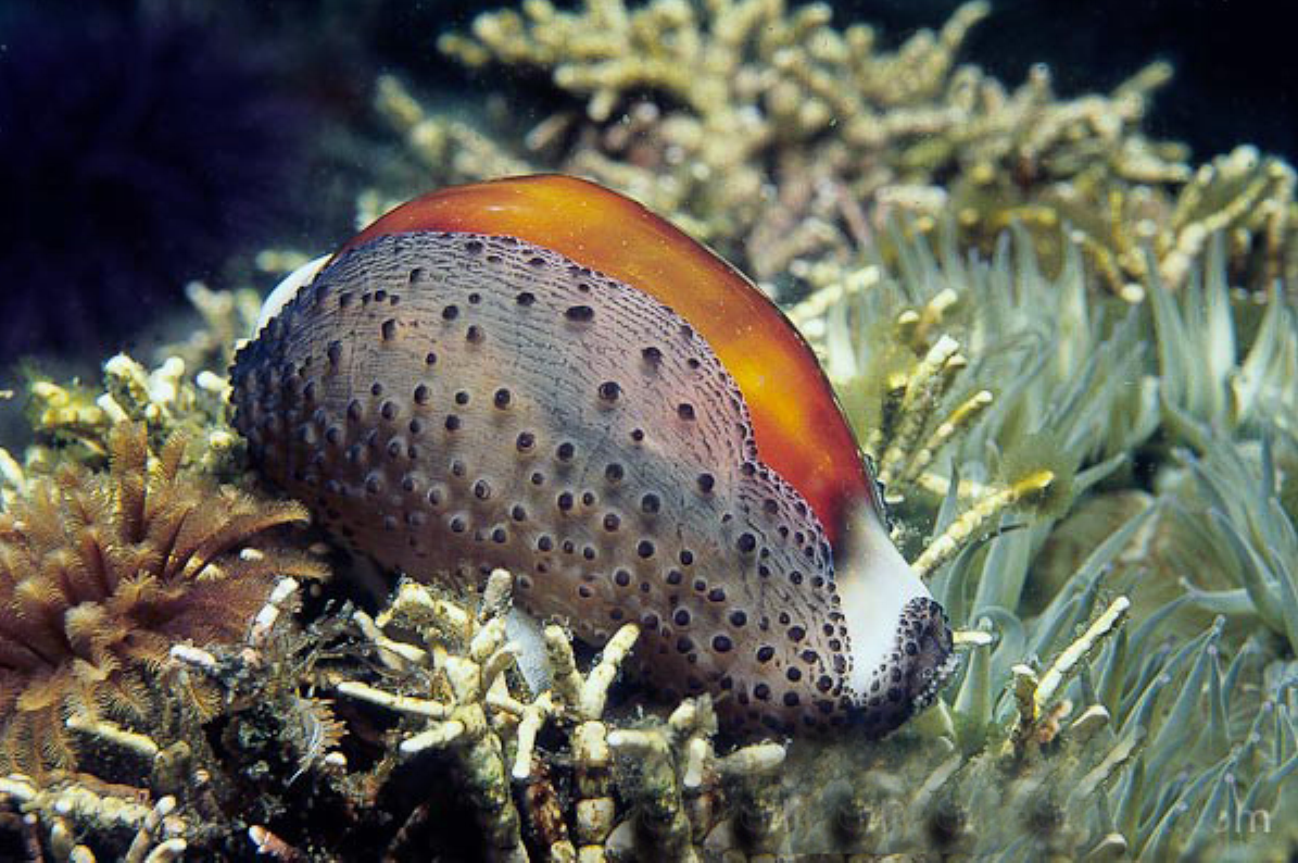  p>栗子宝螺(学名:neobernaya spadicea spadice