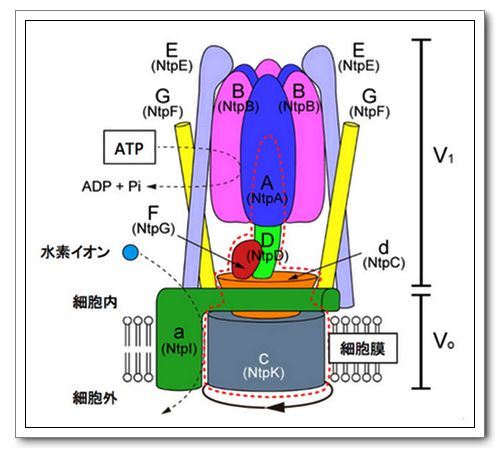  p>分子马达(molecular motor)是指由生物大分子构成,利用化学能进行