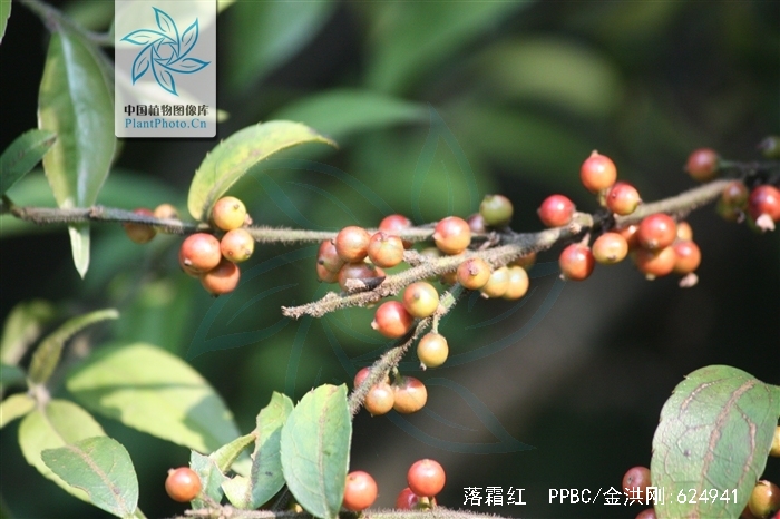  p>落霜红,中药名.