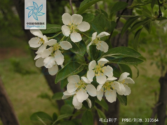 为蔷薇科苹果属植物毛山荆子 i>malus mandshurica  /i>(maxim.) kom.
