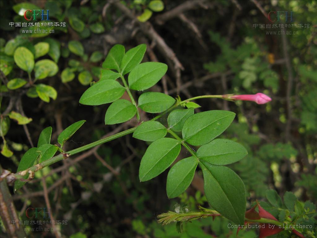 ="gnasb42qbq">酒瓶花, a target="_blank" href="/item/中药/295975"