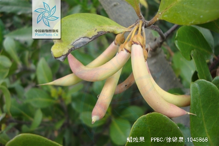 aegiceras corniculatum (linn.) blanco