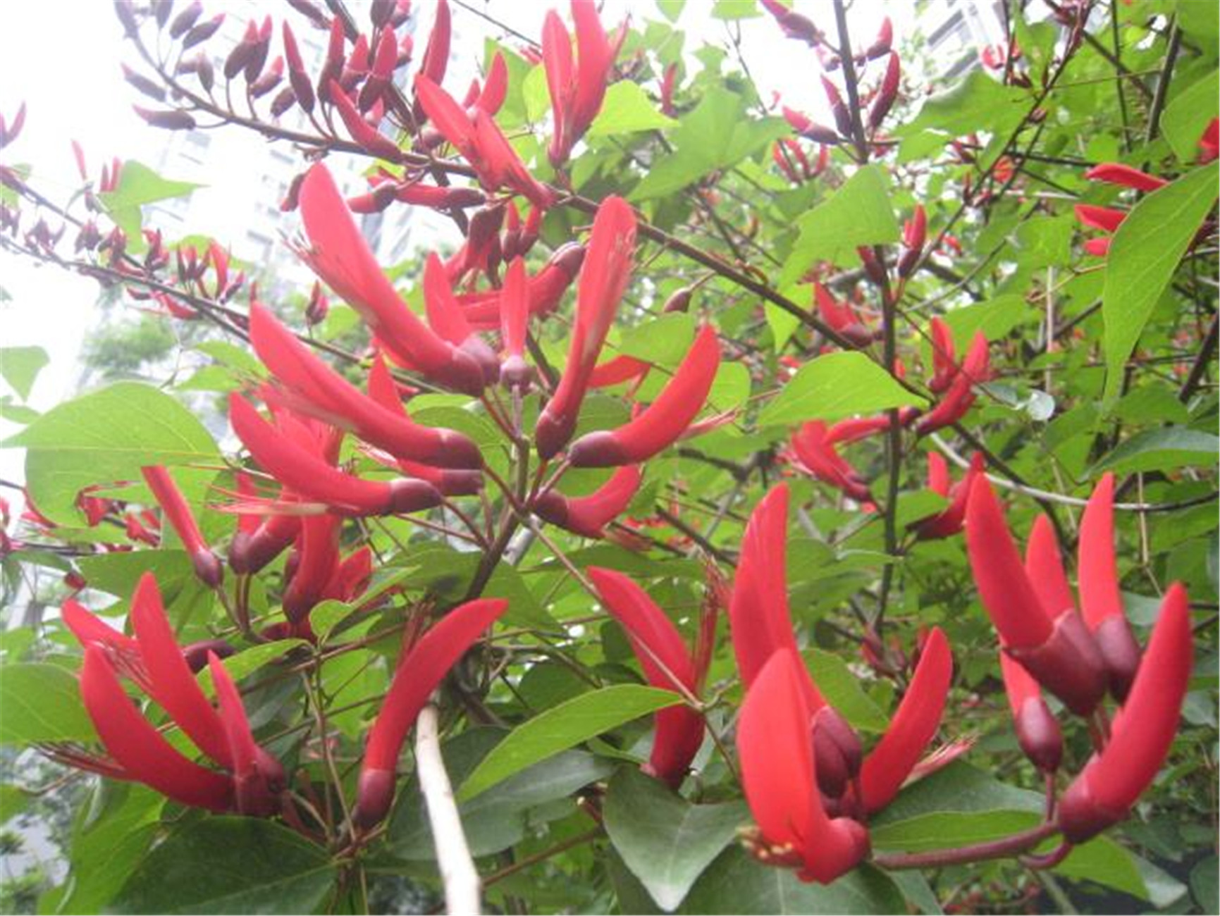  p>龙牙花(学名: i>erythrina corallodendron /i>  l.