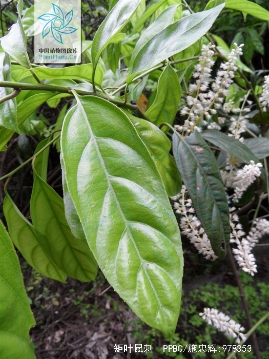  p>矩叶鼠刺(学名:itea oblonga hand.-mazz.