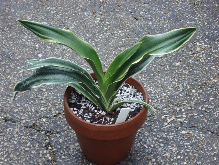 roth)是天门冬科万年青属多年生草本植物.