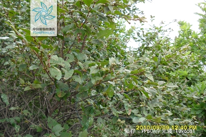 betula chinensis maxim.