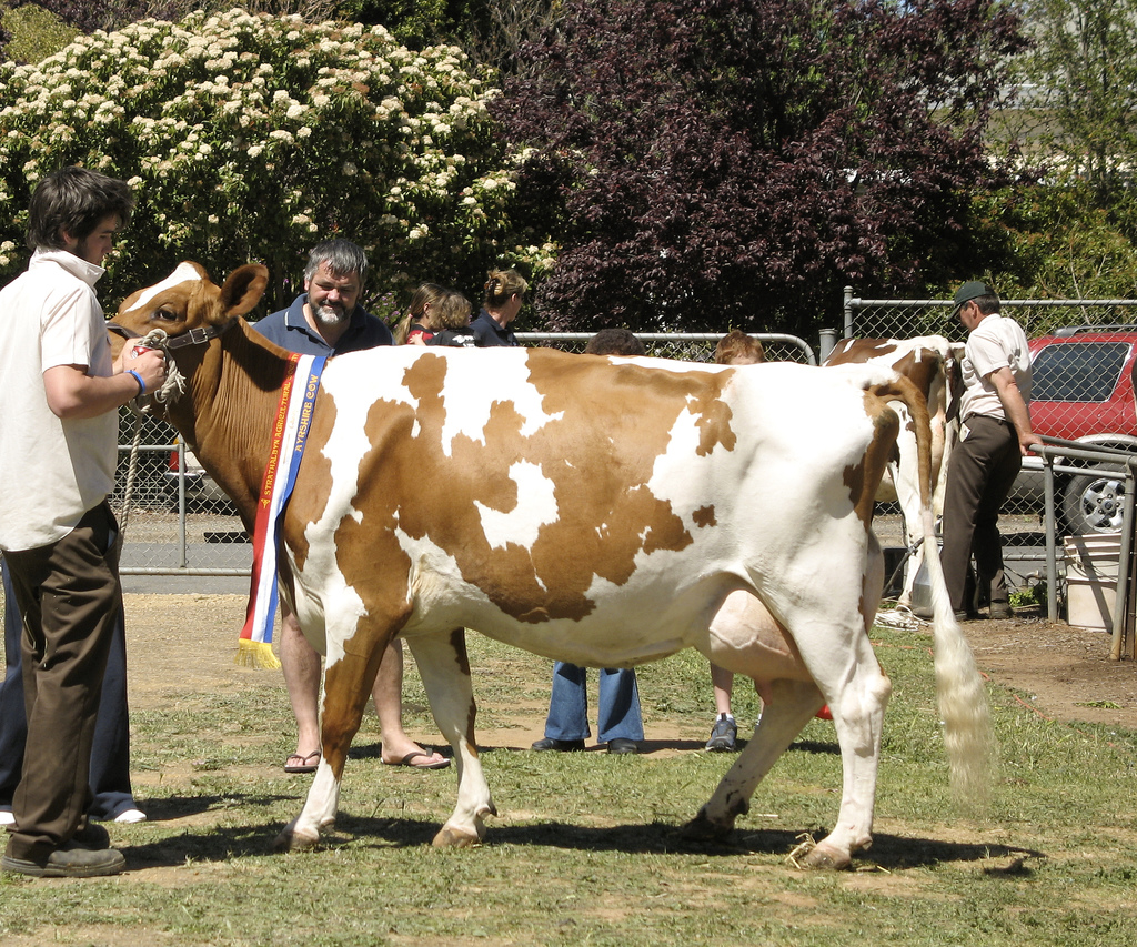 15592286" data-lemmaid="15592286">乳用牛 /a>,原产于英国艾尔夏郡