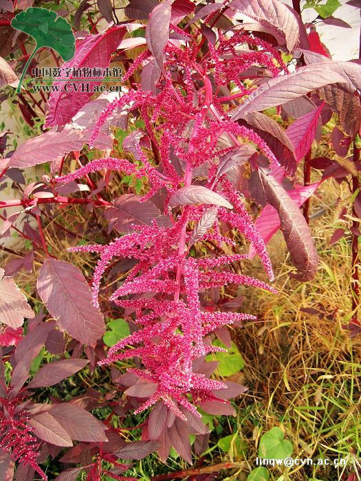  p>千穗谷( i>amaranthus hypochondriacus  /i>l.