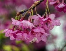 日本樱花品种_百度百科