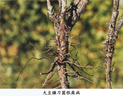 大豆镰刀菌根腐病