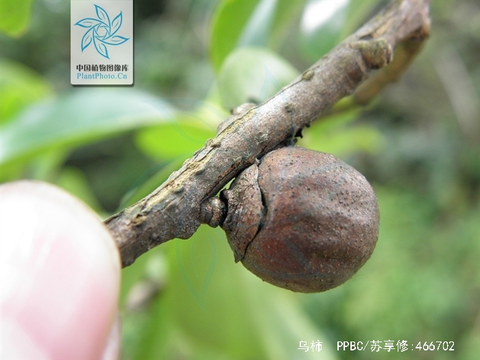  p>乌柿(学名: i>diospyros cathayensis  /i> steward.