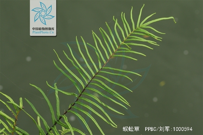 钉地蜈蚣