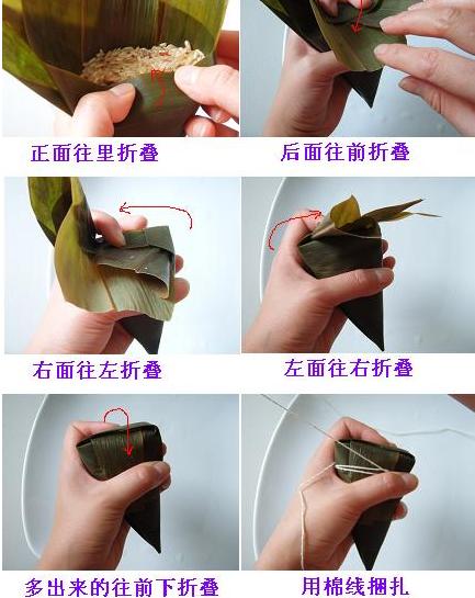 phragmites var.australis