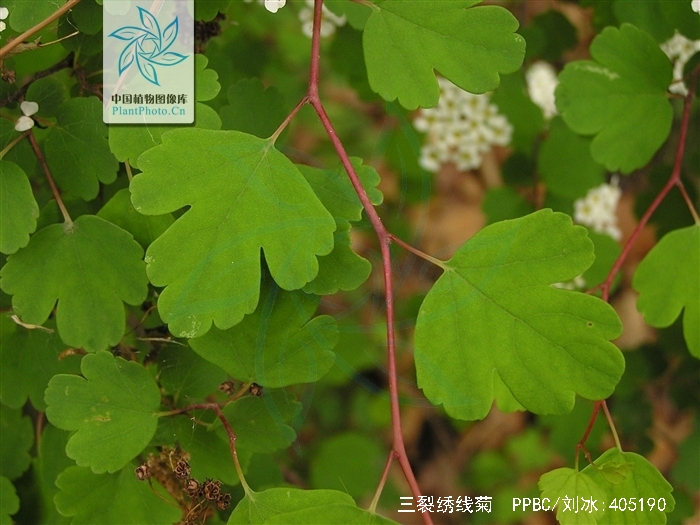 三裂绣线菊