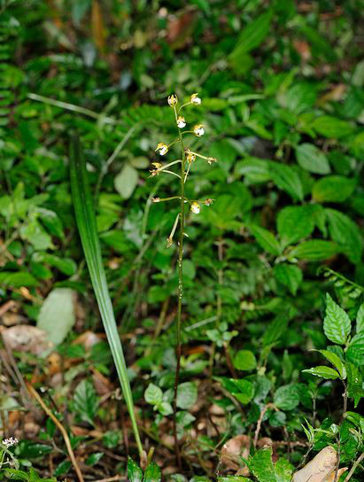  p>山兰(学名: i>oreorchis patens /i>  (lindl.) lindl.