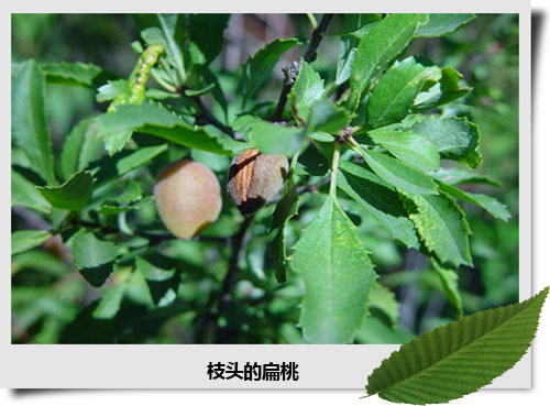  p>柄扁桃种源bt-24属于蔷薇科,李属植物,英文名