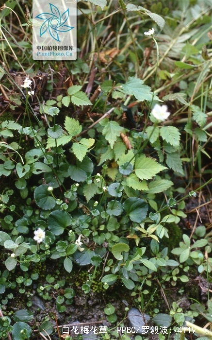  p>白花梅花草(学名: i>parnassia scaposa /i> mattf.