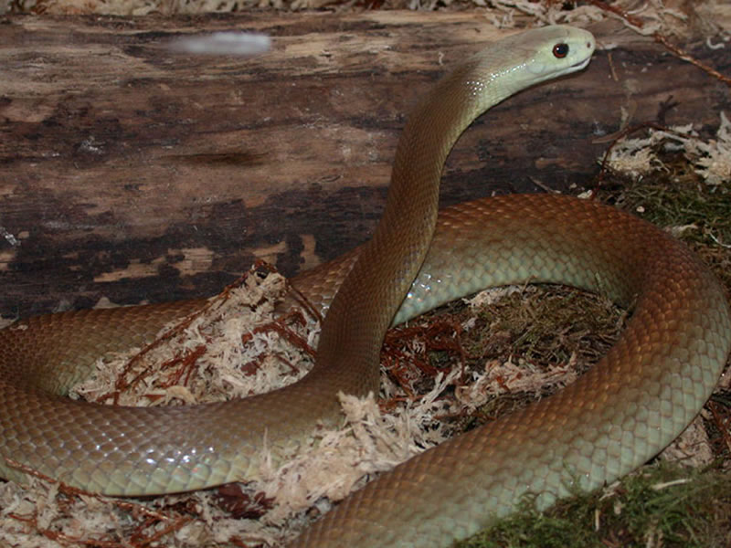  p>细鳞太攀蛇,俗称 a href="#" data-lemmaid="1642804">内陆太攀蛇 