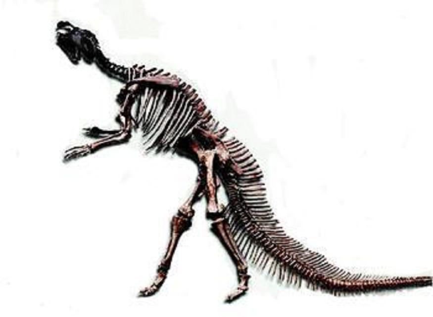  p>山东龙( i>shantungosaurus /i>)是 a href="#" data-lemmaid="