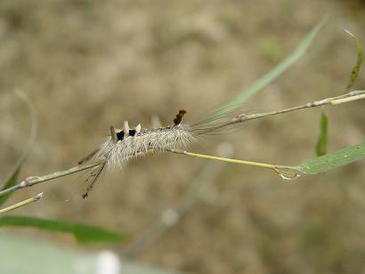  p> a href="#" data-lemmaid="2419202">华竹毒蛾 /a>, i>pantana