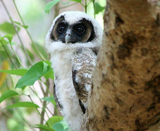  p>褐林鸮(学名: i>strix leptogrammica /i>)是夜行 a target="