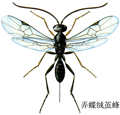 弄蝶绒茧蜂