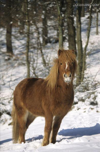  p>世上保持最纯洁血统的 a href="#" data-lemmaid="10530701">马种 