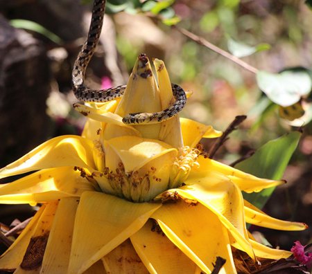我曾是佛前的一株金莲
