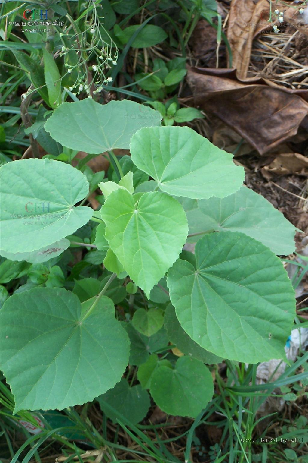  p data-id="gnar8i9vpu">磨盘草子,中药名.