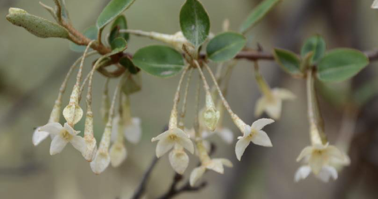  p>木半夏(学名: i>elaeagnus multiflora /i> thunb.