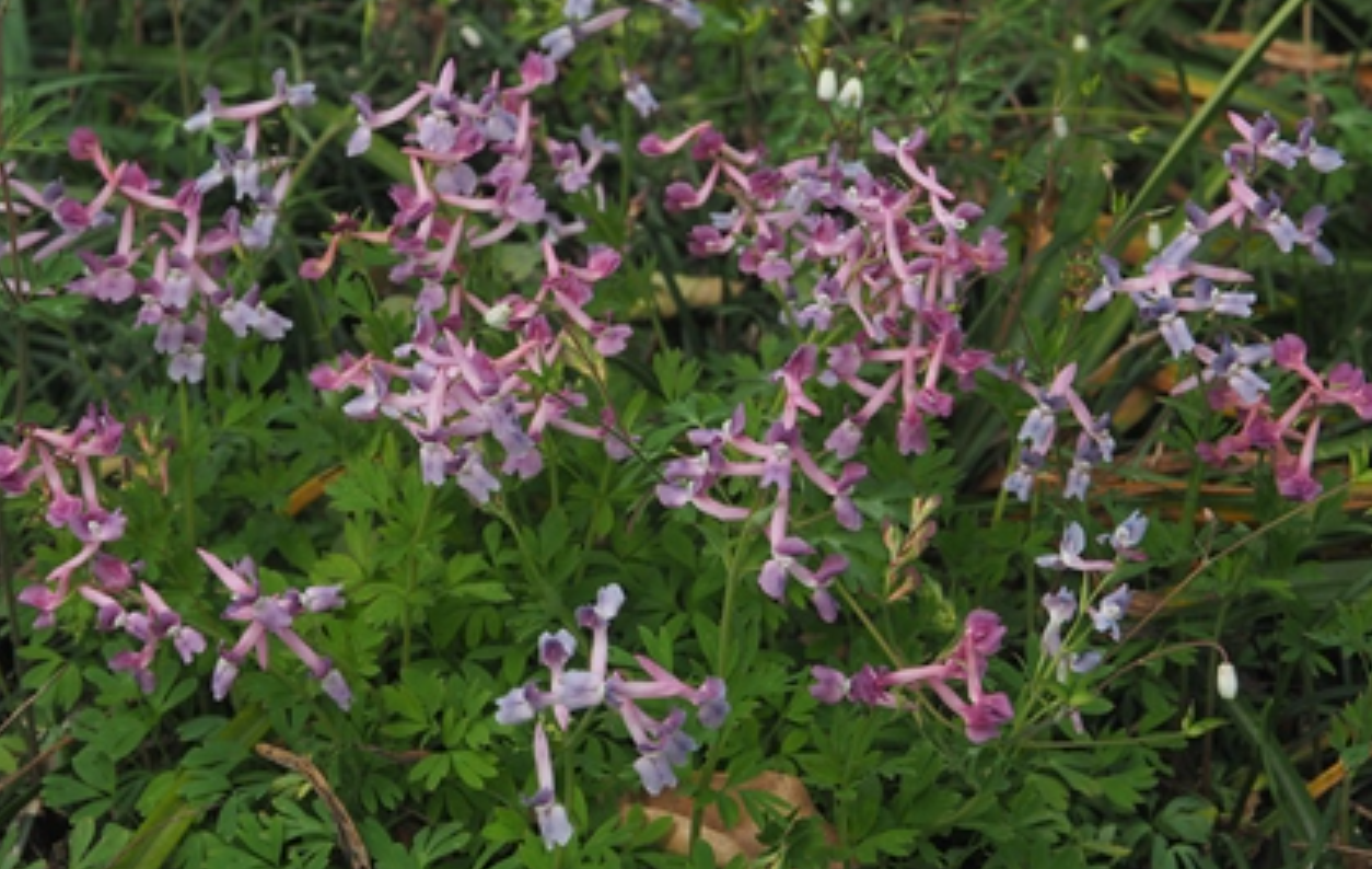 是罂粟科紫堇属多年生草本;株高25厘米;块茎近球形或稍长,具匍匐茎