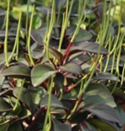 红边椒草