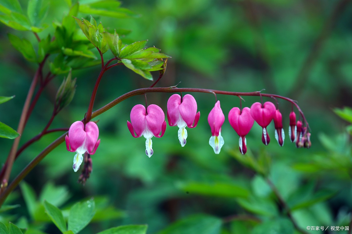 安西大、【花の咲く風景―牡丹―】、希少画集画より、状態良好、新品高級
