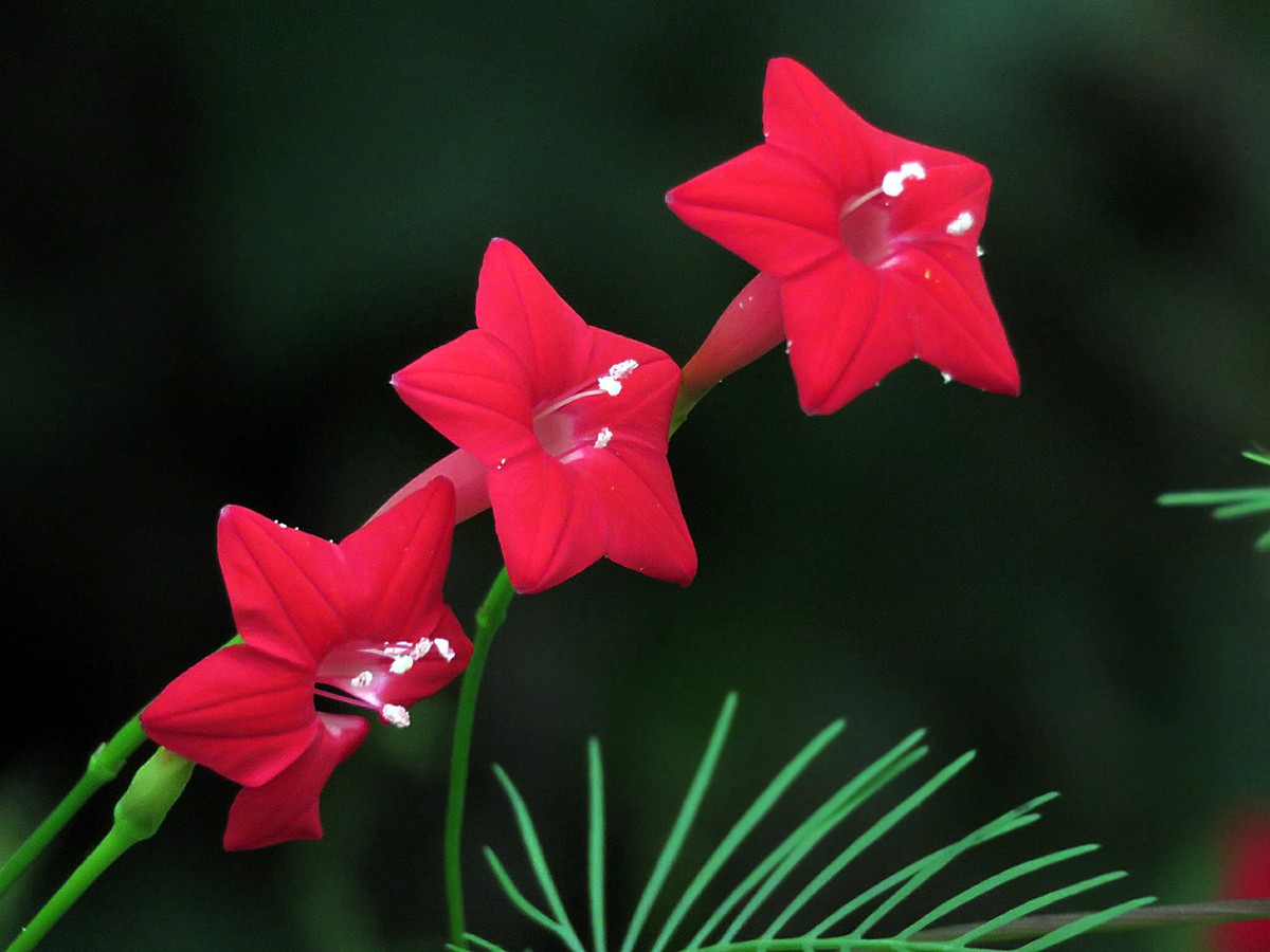 五星花
