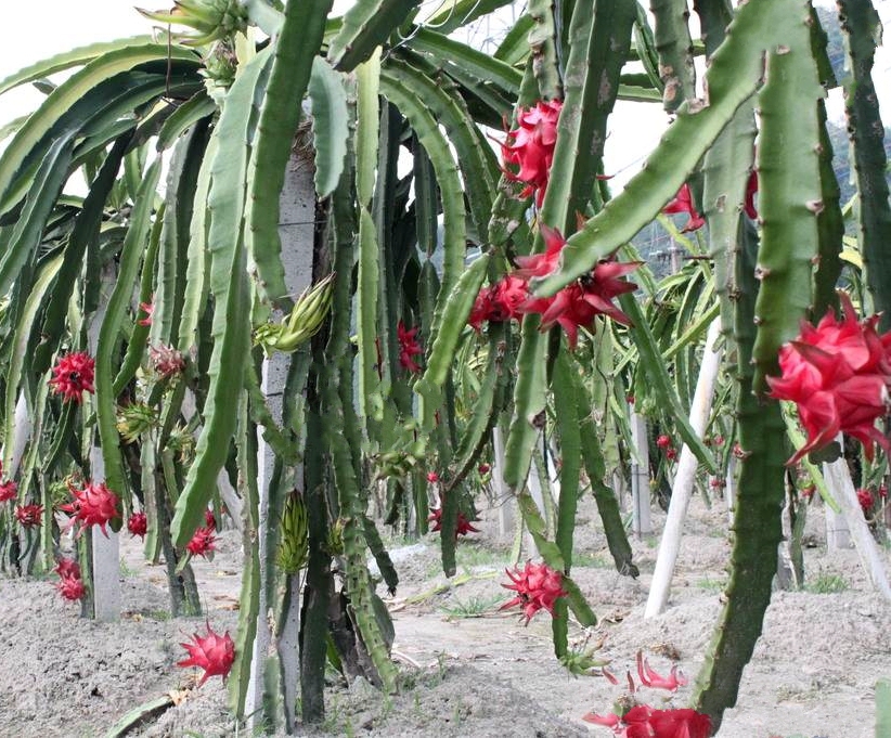  p>火龙果(学名: i>hylocereus undatus /i> foo-lon)是仙人掌科, a