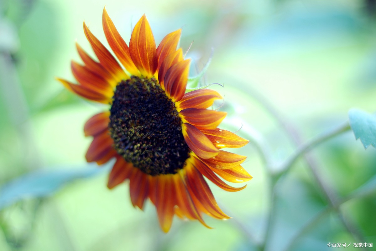 想让盆栽向日葵长得低矮爱开花 做好3件事 颜值 高 花期长 百科ta说