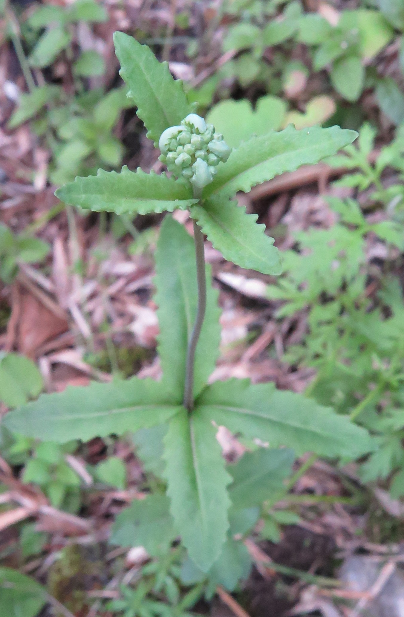  p>轮叶八宝(学名: i>hylotelephium verticillatum /i>)是景天科