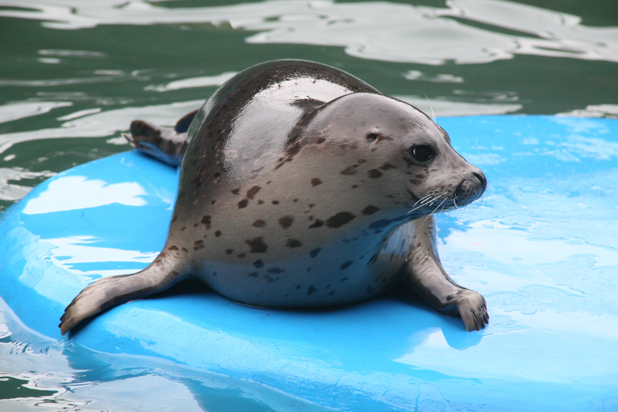 成都海昌极地海洋公园