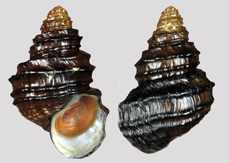  p>螺蛳(学名: i>margarya melanioides /i>):为田螺科,螺蛳属动物.