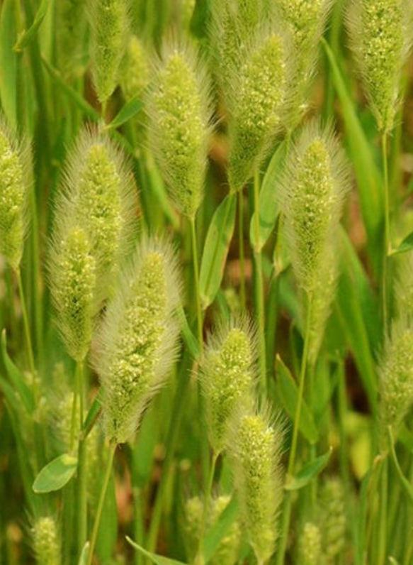  p>长芒棒头草(学名: i>polypogon monspeliensis /i> (l.) desf.